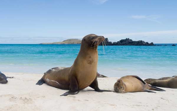 View Port Celebrity Cruises-Isla Baltra, Galapagos Islands