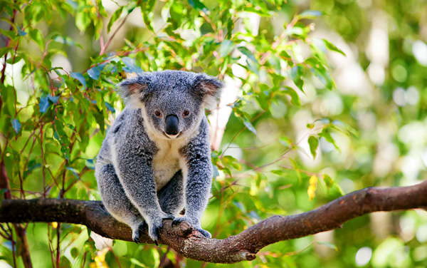 Royal Caribbean International-Perth (Fremantle), Australia