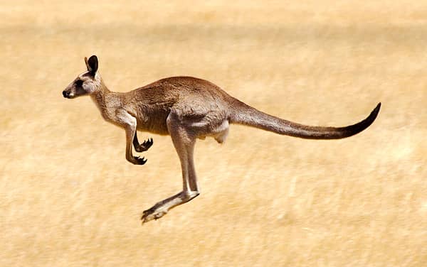 Royal Caribbean International-Australia/New Zealand