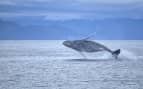 Whale Breaching Royal Caribbean Alaska Cruises