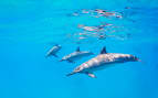 Dolphins swimming Hawaii Royal Caribbean