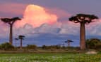 Baobab Alley Madagascar pink sunset in Africa