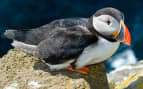 Beautiful puffins in Iceland