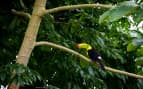 Toucan in Belize rainforest Carnival Cruises