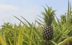 Hawaii pineapple plantation Celebrity Cruises