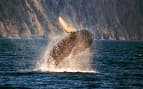 Whale breaching Kenai Fjords Alaska Celebrity