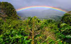 Coffee Plantation and rainbow in Boquete Panama