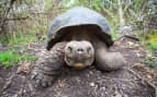 Giant Galapagos Tortoise