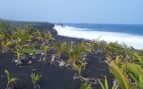 Black sand beach in Hawaii