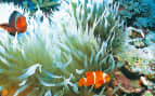 Coral reef full of clown fish