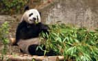 Panda bear in Chongqing, China