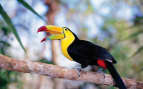 The Panama Canal is home to birds like toucans