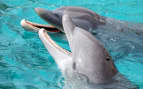 Laughing dolphins Cozumel Mexico