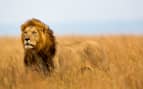 Lion watching the lionesses in Kenya, Africa