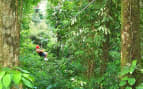 Zipline in Basseterre