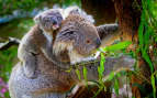 Norwegian Koala Bears in Australia