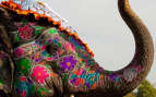 cruise season in india A painted elephant at the festival, Jaipur, India