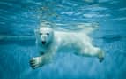 Polar Bear swimming under water in the Arctic