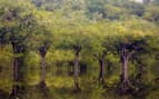 Rainforest in Amazon Manaus Brazil Princess Cruise