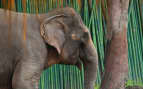 Elephant in Bali, Indonesia