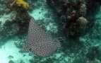 Eagle Ray in Mexico