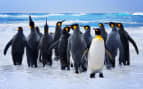 King Penguins Falkland Islands Antarctica Seabourn