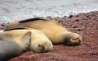 Silversea Galapagos Cruises Sea Lions