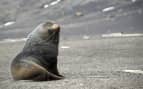 Weddell seal Deception Island Antarctica Silvesea