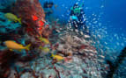 Underwater photographer coral Reef Virgin Islands