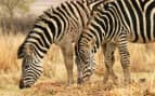 See wildlife like zebras