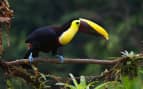 Toucan in Panama