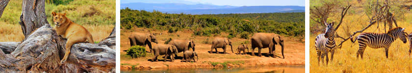 Celebrity Explorations - African Safari