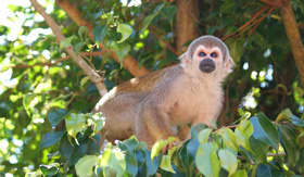 Monkey in Amazon Rainforest