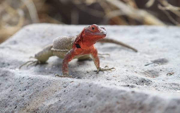 Galapagos Cruises