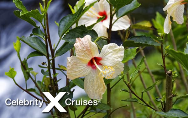 Celebrity Western Caribbean cruises from $300*