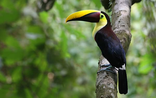 Puerto Caldera, Costa Rica