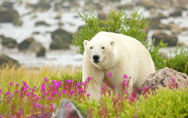 Silversea Cruises-Churchill, Manitoba