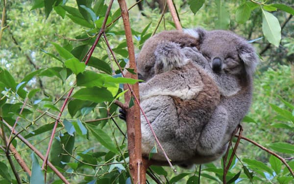 Australia/New Zealand