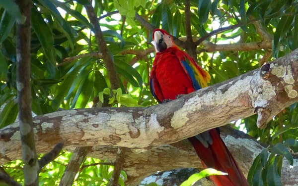 Star Seeker Costa Rica Cruise Destination