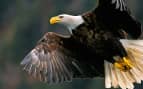 Bald Eagle Soaring Royal Caribbean Alaska Cruises