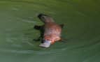 Wild platypus swimming Royal Caribbean Australia