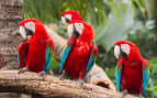 Scarlet Macaws perched on a branch Panama Canal