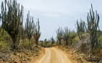 Desert Road in Bonaire Royal Caribbean