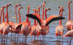 Pink flamingos on the island of Bonaire reposition