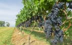 Grapes on a vine at a Vineyard in Uruguay Royal