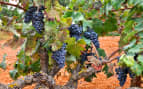 Vineyard in Mallorca Spain Royal Caribbean