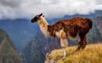 Alpaca Machu Picchu, Peru