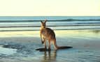 Australian Eastern Grey Kangaroo on beach in Austr