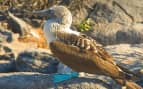 Galapagos Blue-Footed Booby Avalon Waterways