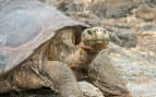 giant tortoise Santa Cruz Island Avalon Waterways